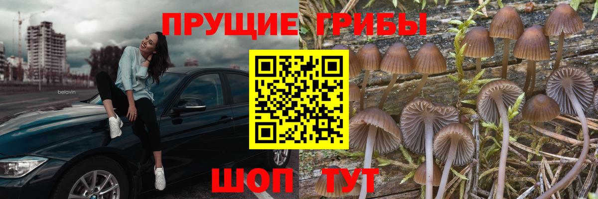 Галлюциногенные грибы Cubensis Минусинск